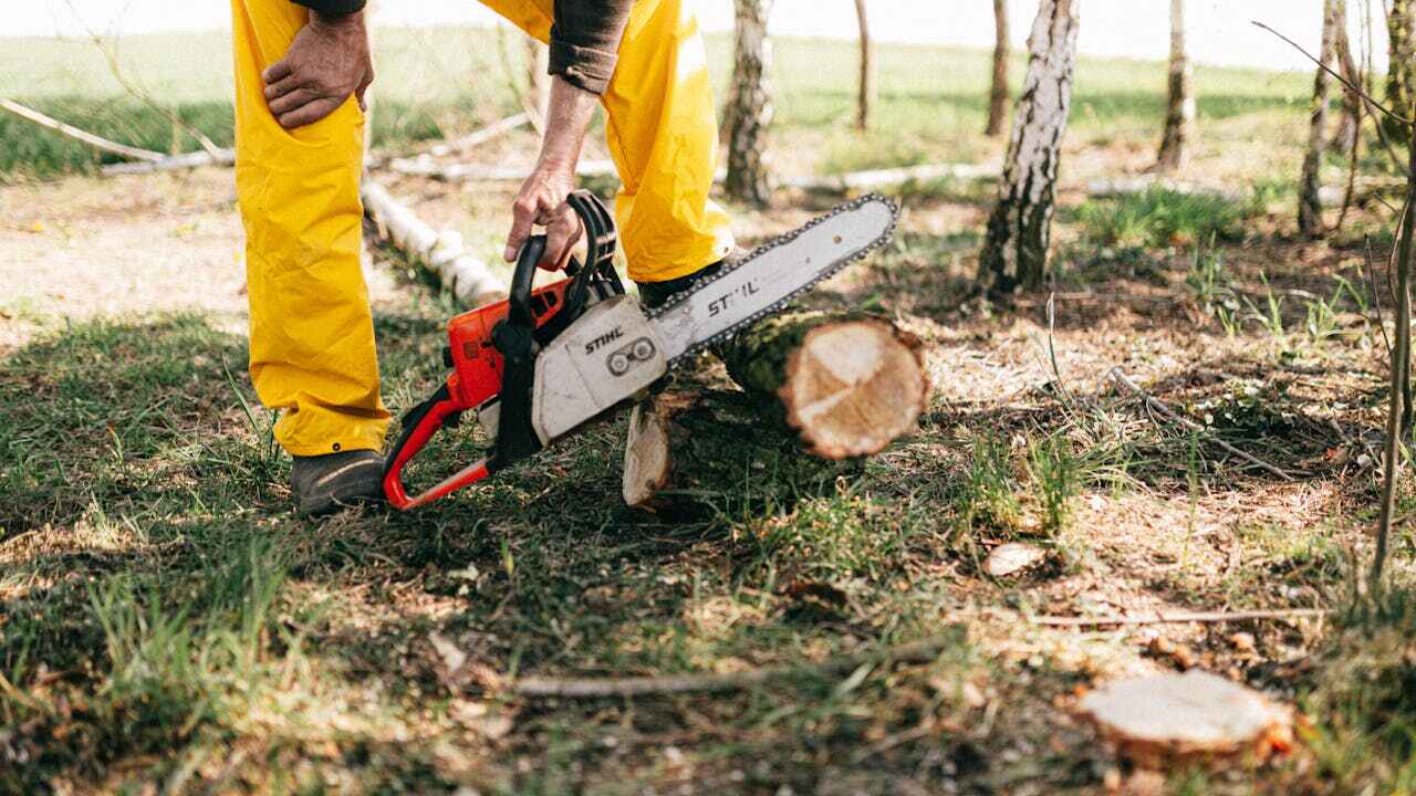 The Steps Involved in Our Tree Care Process in Princeton, MO